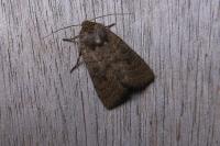 Hoplodrina octogenaria