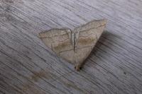 Herminia tarsicrinalis