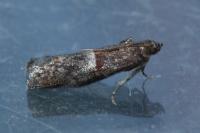 Acrobasis marmorea
