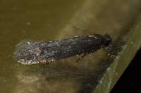Elatobia fuliginosella