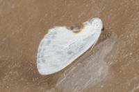 Cilix hispanica