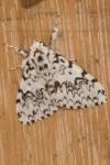 Lymantria monacha