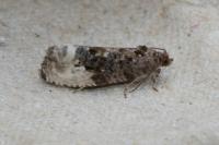 Hedya nubiferana