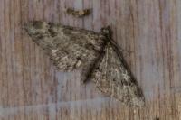 Gymnoscelis rufifasciata