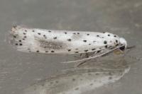 Yponomeuta irrorella
