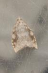 Aleimma loeflingiana