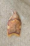 Carcina quercana