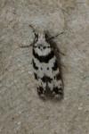 Pseudotelphusa scalella