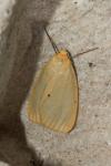 Cybosia mesomella