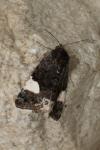 Tyta luctuosa