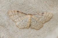 Idaea fuscovenosa