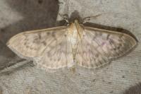 Patania ruralis