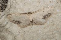 Idaea dimidiata