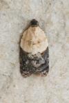 Acleris variegana
