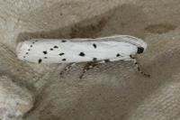 Myelois circumvoluta