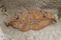 Drepana falcataria