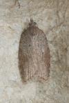 Acleris sparsana