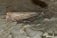 Chrysoteuchia culmella
