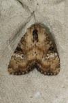 Apamea scolopacina
