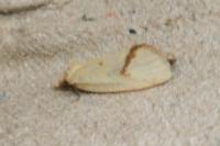 Agapeta hamana