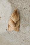 Clepsis rurinana