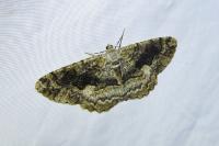 Alcis repandata