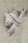 Meganola albula