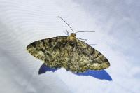 Parectropis similaria
