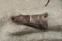 Acrobasis marmorea