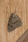 Apaidia mesogona