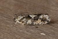 Zeiraphera isertana