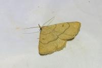 Paracolax tristalis