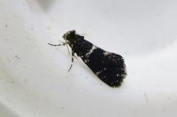 Narycia astrella