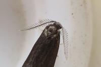 Psyche crassiorella