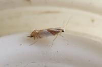 Phyllonorycter roboris