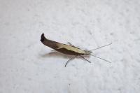 Ypsolopha dentella
