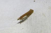 Ypsolopha parenthesella