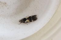 Teleiodes luculella