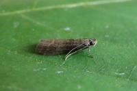 Eccopisa effractella