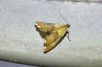 Agrotera nemoralis