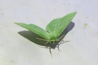Geometra papilionaria