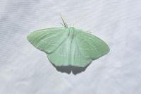 Hemistola chrysoprasaria