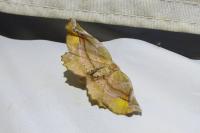 Apeira syringaria