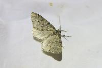 Tephronia sepiaria