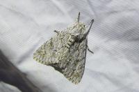 Acronicta aceris