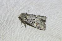 Brachylomia viminalis