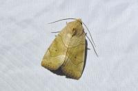 Cosmia trapezina