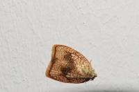 Acleris forsskaleana