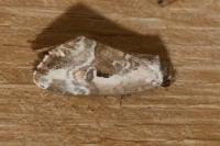 Elaphria venustula