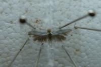 Coleophora albidella